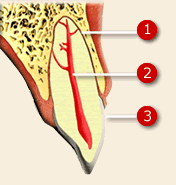  ۳-دندان های ما از یک تاج قابل مشاهده و ۱-یک یا چند ریشه تشکیل شده اند. ۲-اینجا، داخل دندان، "عصب دندان" است. 